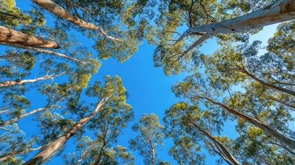 Upward view of eucalyptus forest canopy, bright blue sky. Potential use Nature, environment, travel stock photo