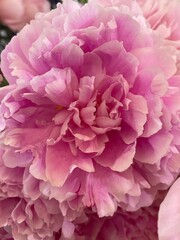 pink peony flower
