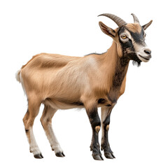 Fototapeta premium Side view of a brown and white goat with curved horns, standing isolated on transparent background, perfect for agricultural or farm design.