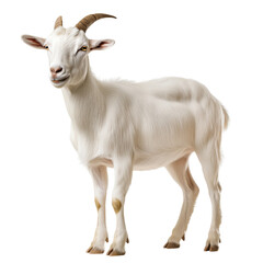 Fototapeta premium Side view of a brown and white goat with curved horns, standing isolated on transparent background, perfect for agricultural or farm design.