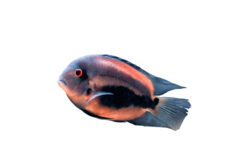 Blue fish Uaru isolated on transparent background, side view