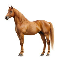 Obraz premium Side view of a majestic chestnut horse standing upright, isolated on transparent background, perfect for equestrian design projects.