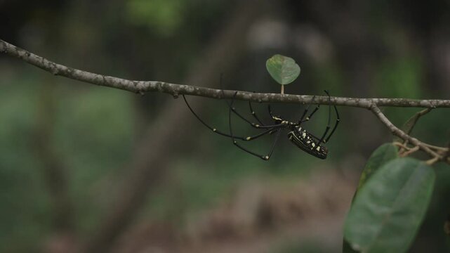 Video footage of Giant Wood Spider Nephila Pilipes slowly walking on durian tree branch in the garden java indonesia