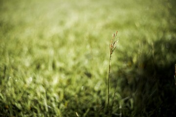 Sparse grass in soft focus