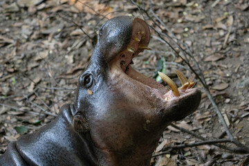 Hippopotamus with its mouth wide open waiting for food.