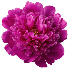 Beautiful Close-Up of a Blooming Pink Peony Flower with Yellow Stamens Isolated on Black