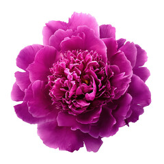 Obraz premium Isolated closeup of a vibrant pink peony flower blossom with detailed petals on black backdrop