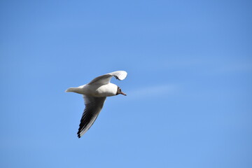 A black-headed gull is flying in the sky in sunny spring day.