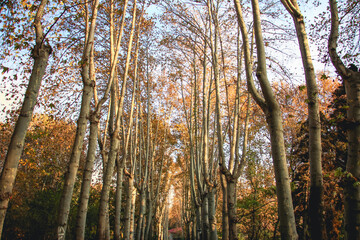 forest in autumn, Tree-lined path in nature, Forest trail surrounded by trees, Autumn leaves on a tree path, tree path, forest path, outdoor walk, forest scenery, tree corridor