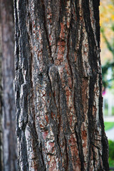 Wood, Texture, Background, Tree bark texture close up, Natural wood background texture, Tree trunk with textured bark, tree bark, tree skin, wooden pattern