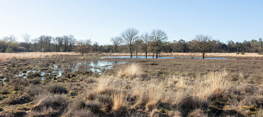 pine trees and puddles on leersumse veld in the netherlands