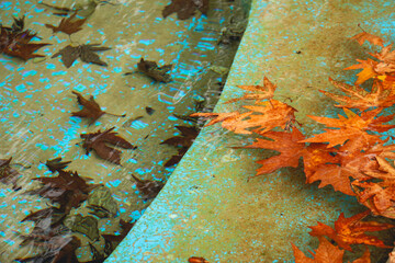 Fallen maple leaves floating in a serene pond, fallen maple leaf, orange leaf, leaves in water, floating leaf, Fallen maple leaves in water, Floating autumn leaves on a pond, autumn background