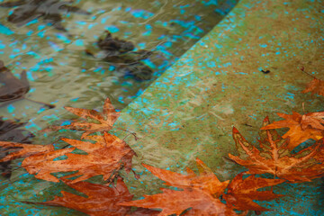 Fallen maple leaves floating in a serene pond, fallen maple leaf, orange leaf, leaves in water, floating leaf, Fallen maple leaves in water, Floating autumn leaves on a pond, autumn background