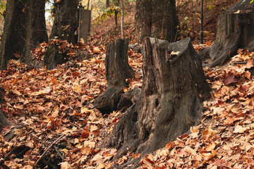 tree in autumn, Autumn, Tree trunk, Cut tree trunk, Ancient tree trunk, Orange leaves covering a tree stump, Fallen autumn leaves, Fallen, orange leaves, autumn scene, autumn forest