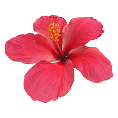 hibiscus flower isolated on white background © ziaurrahman2701