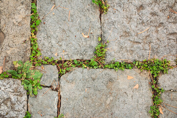 stone texture, cobblestone with grass, ancient road, Close-up of cobblestone with natural grass, Ancient stone road with unique patterns and textures, stone walkway, cobblestone path, old village path