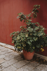 Potted Plant Against Red Wall in Urban Setting