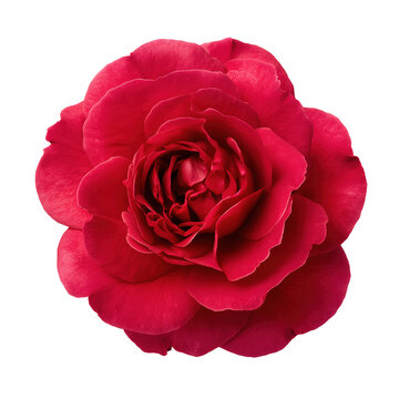 Close-up Photography of Beautiful Red Rose Blossom Against Black Background on Black Background