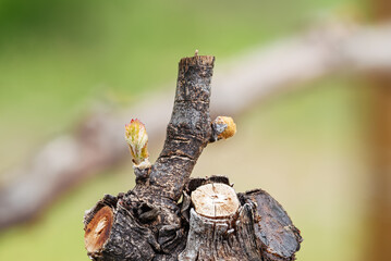 Young buds on vine branches in spring. Agriculture.