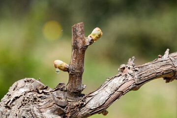 Young buds with sap drop on vine branches in spring. Agriculture.