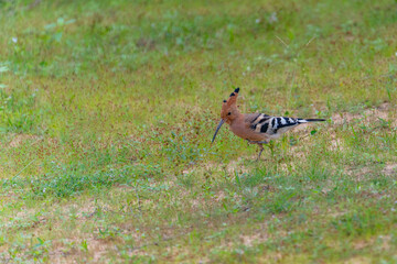 Hoopoe, Upupa epops, sitting in the sand, bird with orange crest, Spain. Animal from Southern Europe. Hoopoe from Gran Canaria Island.