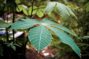 Ridged Leaves with Raindrops