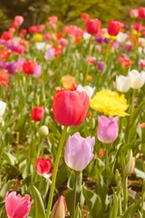 カラフルなチューリップ