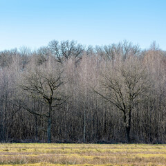silhopuettes of bare oak trees against alder trees in forest near utrecht in holland