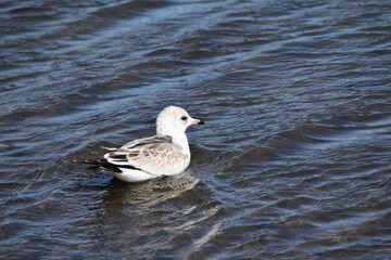 A young and cute common gull is swimming in water in bright and sunny spring day.