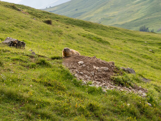 Marmota en su hábitat natural: fotografía de fauna silvestre