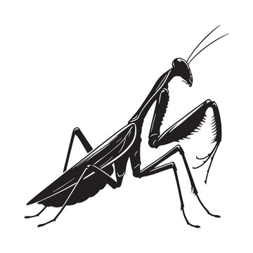 "Mantis Vector" Images – Browse 179 Stock Photos, Vectors, and Video ...