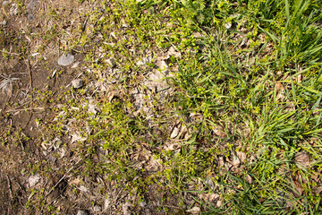 Earth and stones and leaves with grass as a background, earthen road during the day in the sun in spring