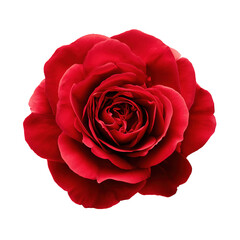 A Bright Red Rose Flower Blossom Isolated on Black Background in Full Bloom