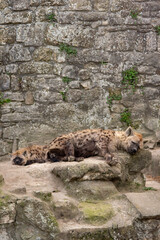 Hyena in a zoo sleeping on the rocks