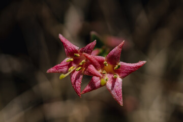 Lonicera gracilipes (species of honeysuckle)