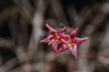 Lonicera gracilipes (species of honeysuckle)