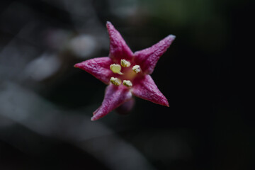 Lonicera gracilipes (species of honeysuckle)