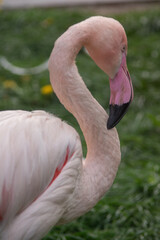 pink flamingo in the zoo on grass