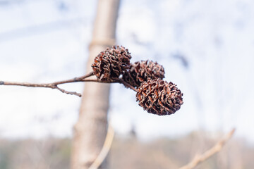 Betulaceae; Pine cone