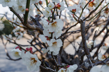 Japanese apricot; Prunus mume; Japanese ume