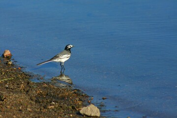Cute little bird, Beautiful bird. Close up on bird