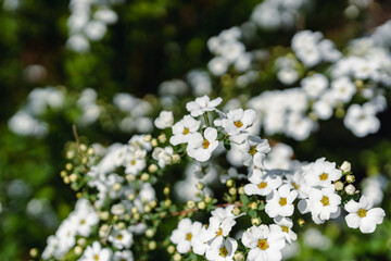 spiraea