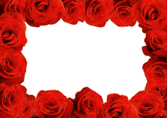 Rahmen aus roten Rosen, Hintergrundmotiv mit Freifläche für eigenen Text, transparent ohne Hintergrund