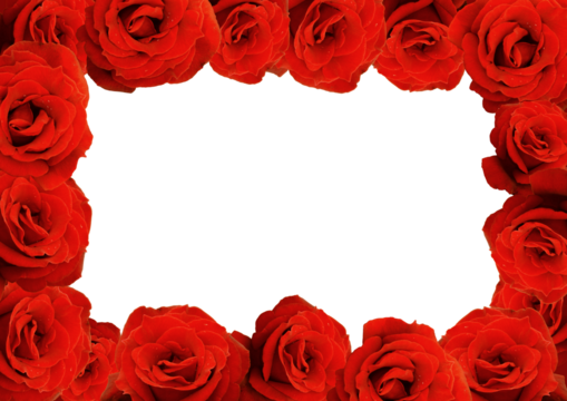 Rahmen aus roten Rosen, Hintergrundmotiv mit Freifläche für eigenen Text, transparent ohne Hintergrund