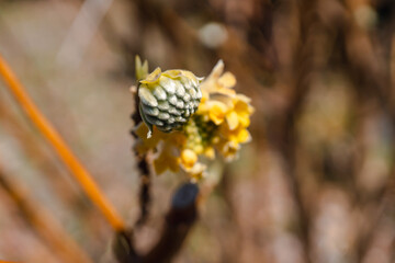 paper-bush; Edgeworthia; Edgeworthia papyrifera
