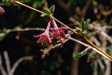 Lonicera gracilipes (species of honeysuckle)