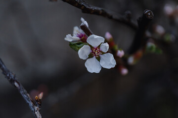 Nanking cherry (Prunus tomentosa); downy cherry