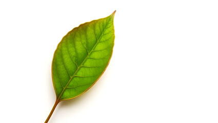 Obraz premium Close-up Detailed Digital Illustration of a Single Green Leaf Isolated on White Background
