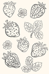 Hand drawn strawberry fruits with leaves and flowers. Sketch doodle berries. Summer fruit poster for pattern, poster, card, banner, cover. Vector La dolce vita italian style botanical illustration
