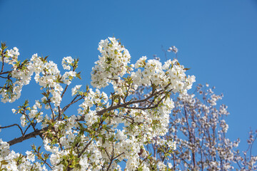 Flourishing cherry blossom in Japan